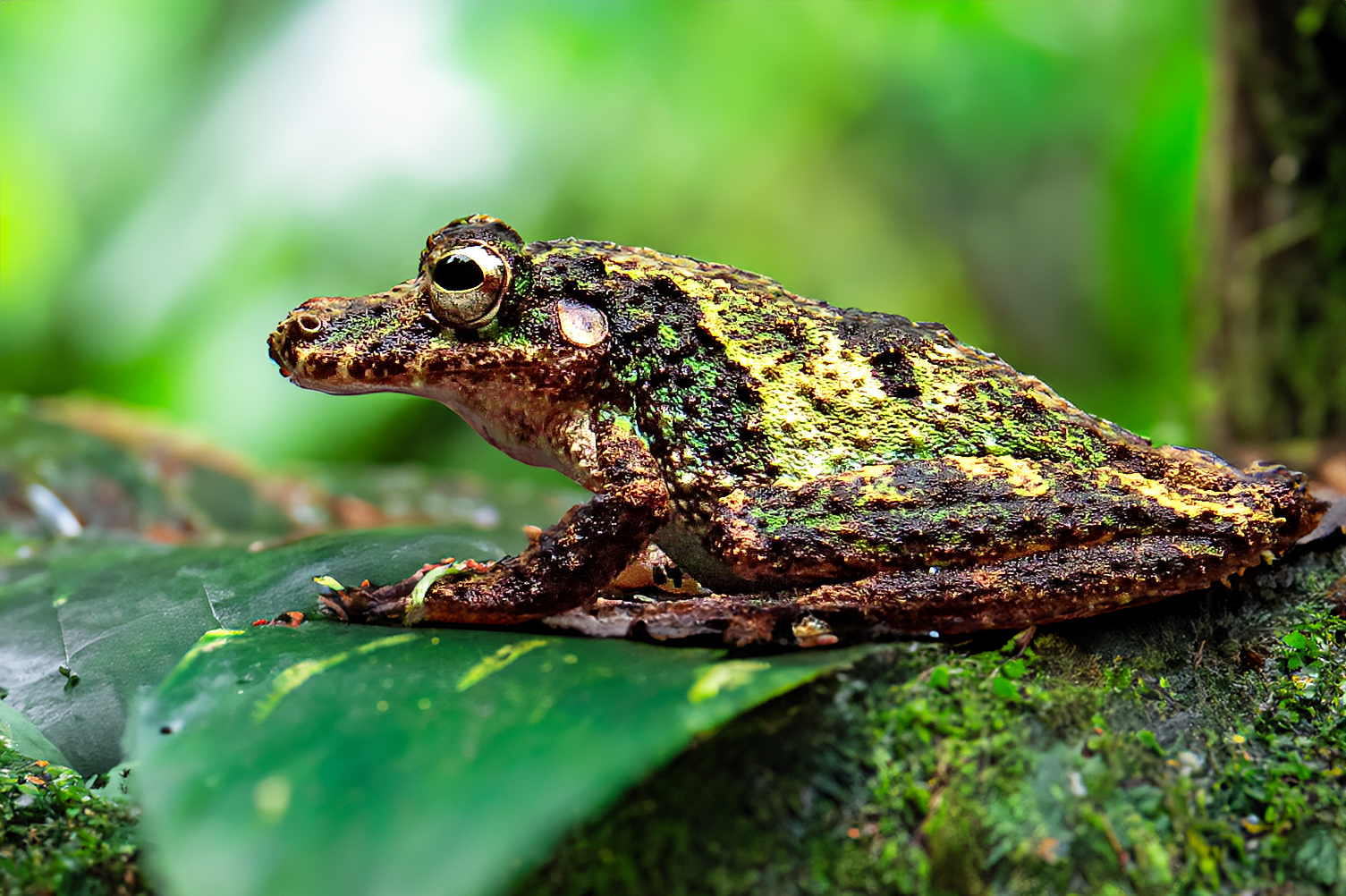 Fotoreise_Fotoworkshop_Costa_Rica123_
