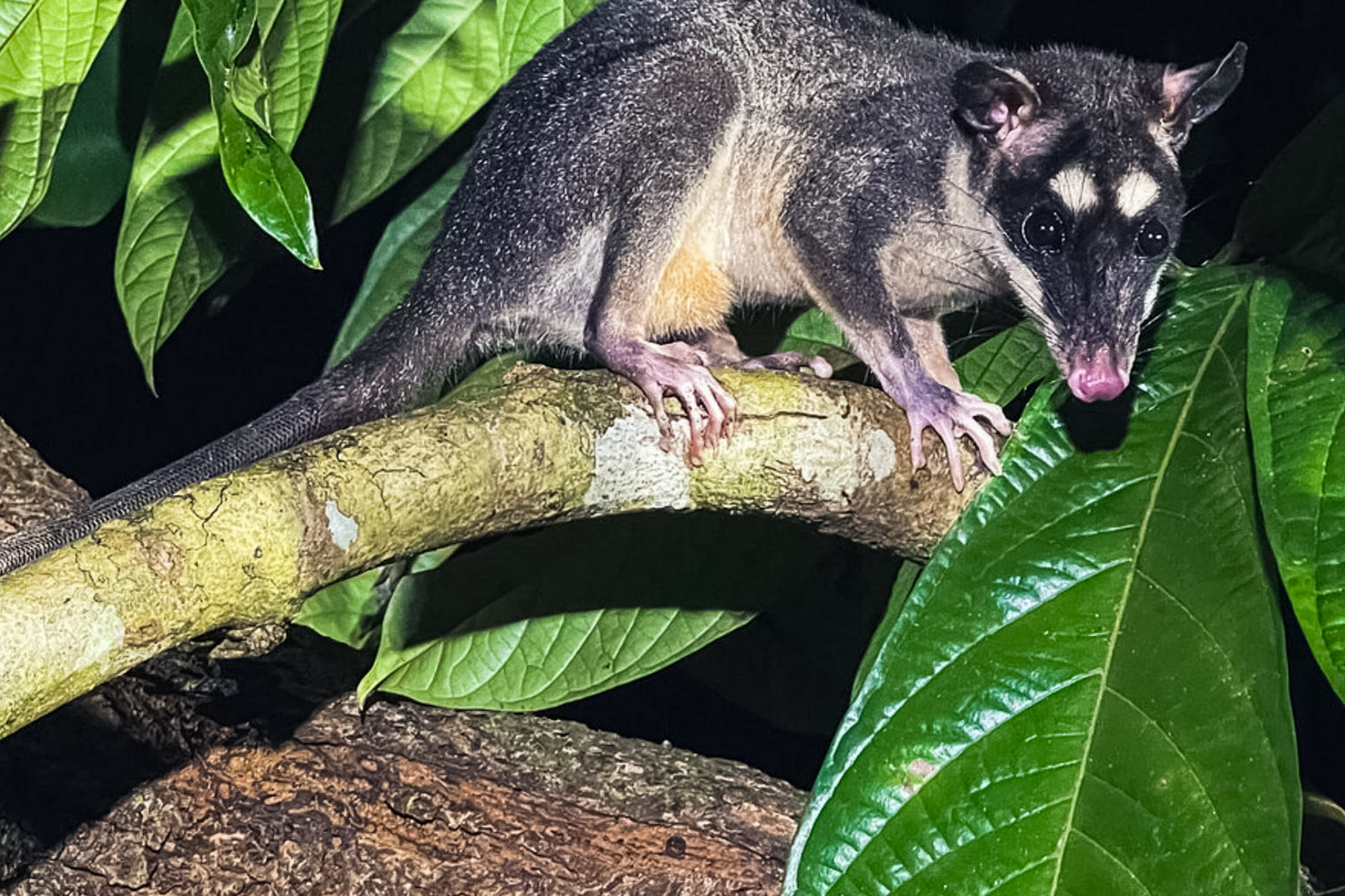 Fotoreise_Fotoworkshop_Costa_Rica124_