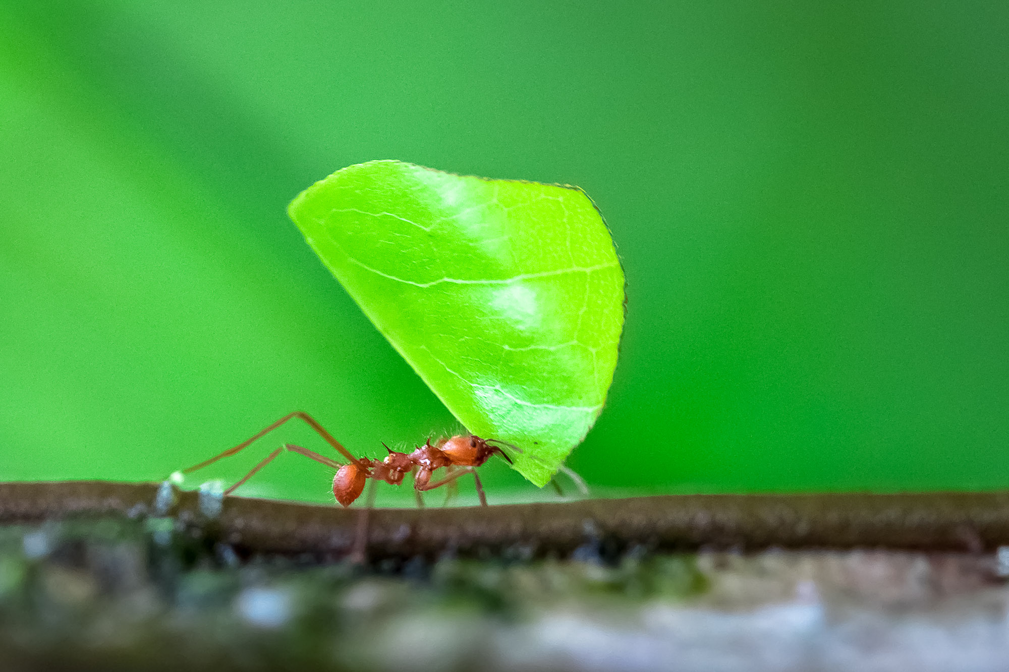 Leaf-cutter ant (Atta sp.) near Puerto Viejo de Sarapiqui, Costa Rica.