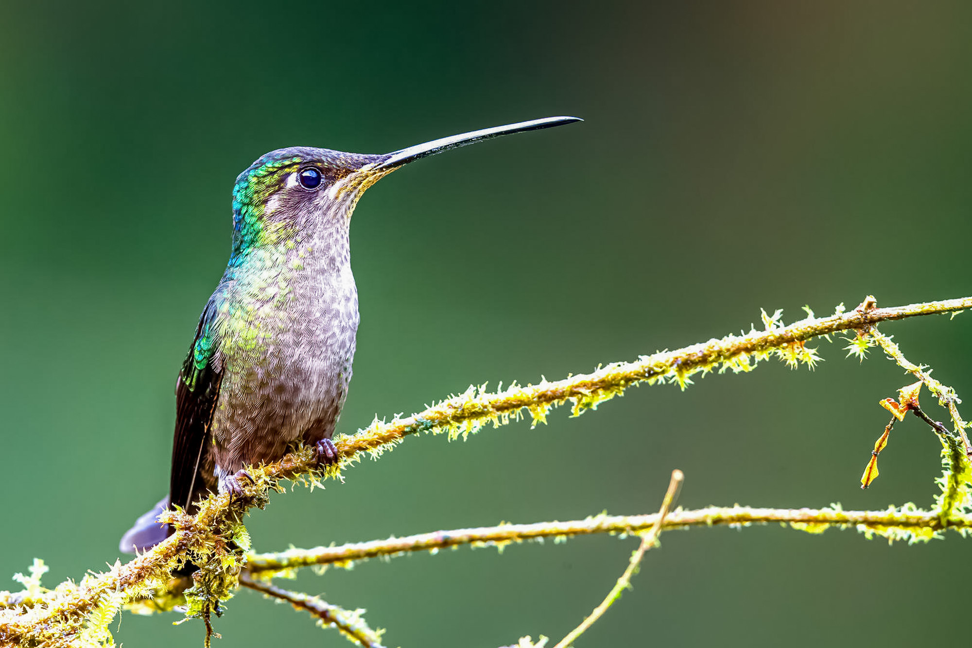Fotoreise_Fotoworkshop_Costa_Rica131_