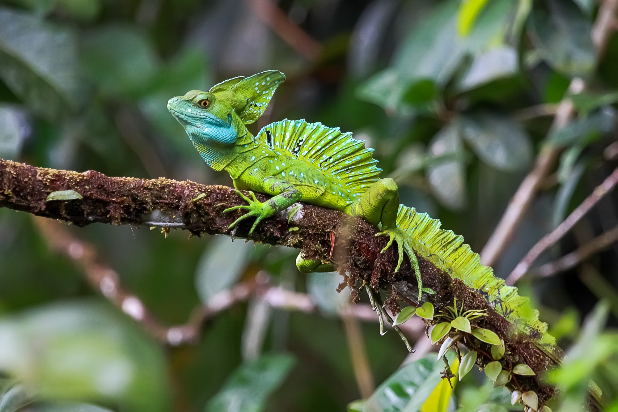 Iguana in Costa Rica