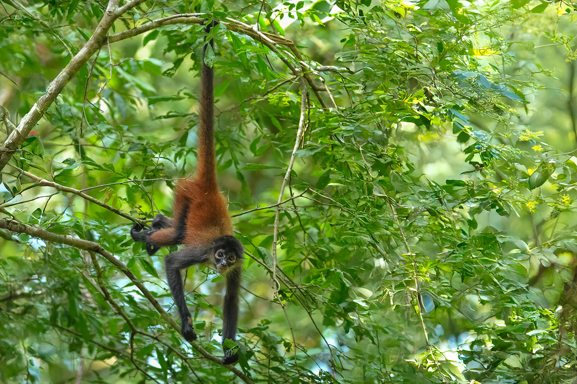 Fotoreise_Fotoworkshop_Costa_Rica137_