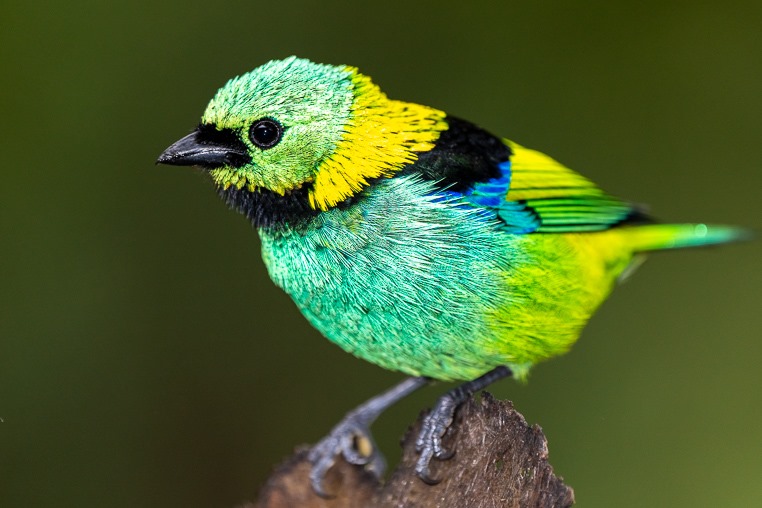 Fotoreise_Fotoworkshop_Costa_Rica140_