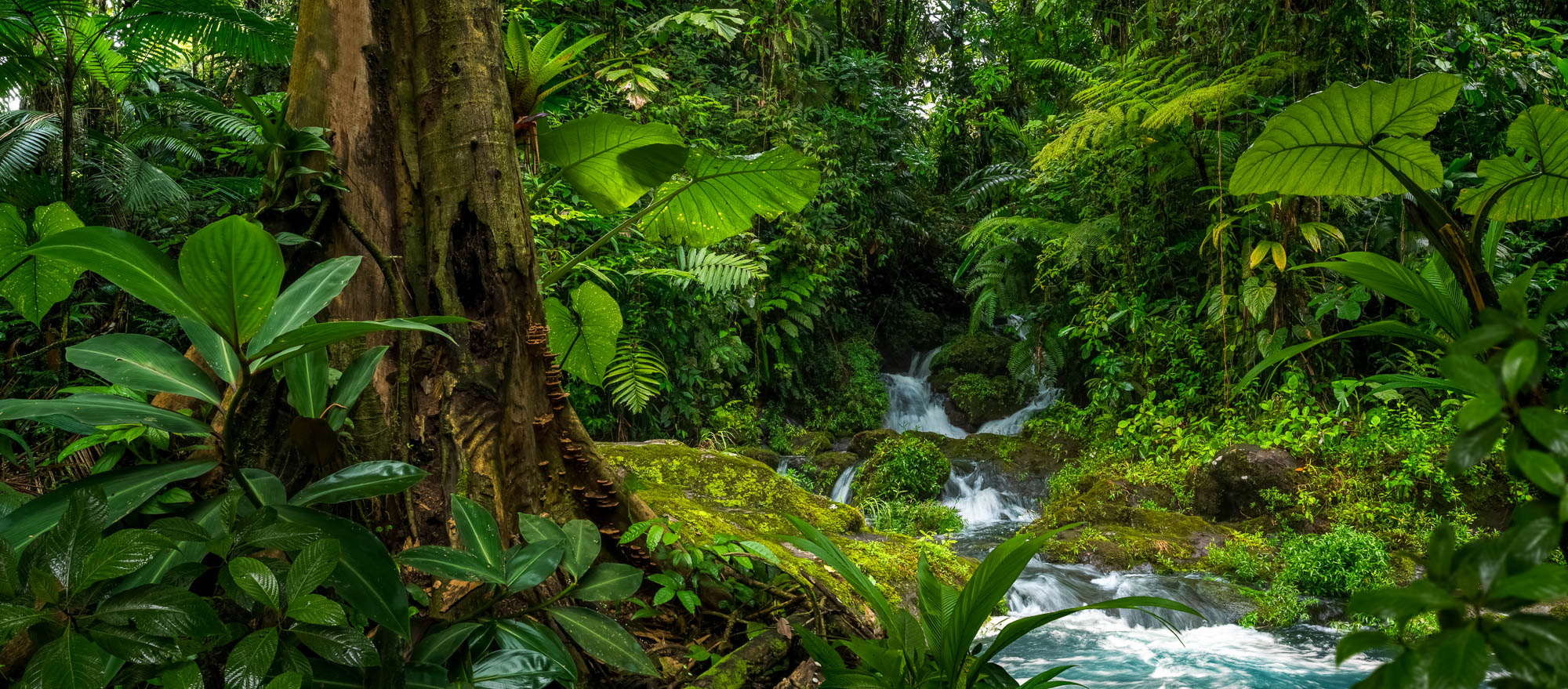 Tropical rain forest in Costa Rica