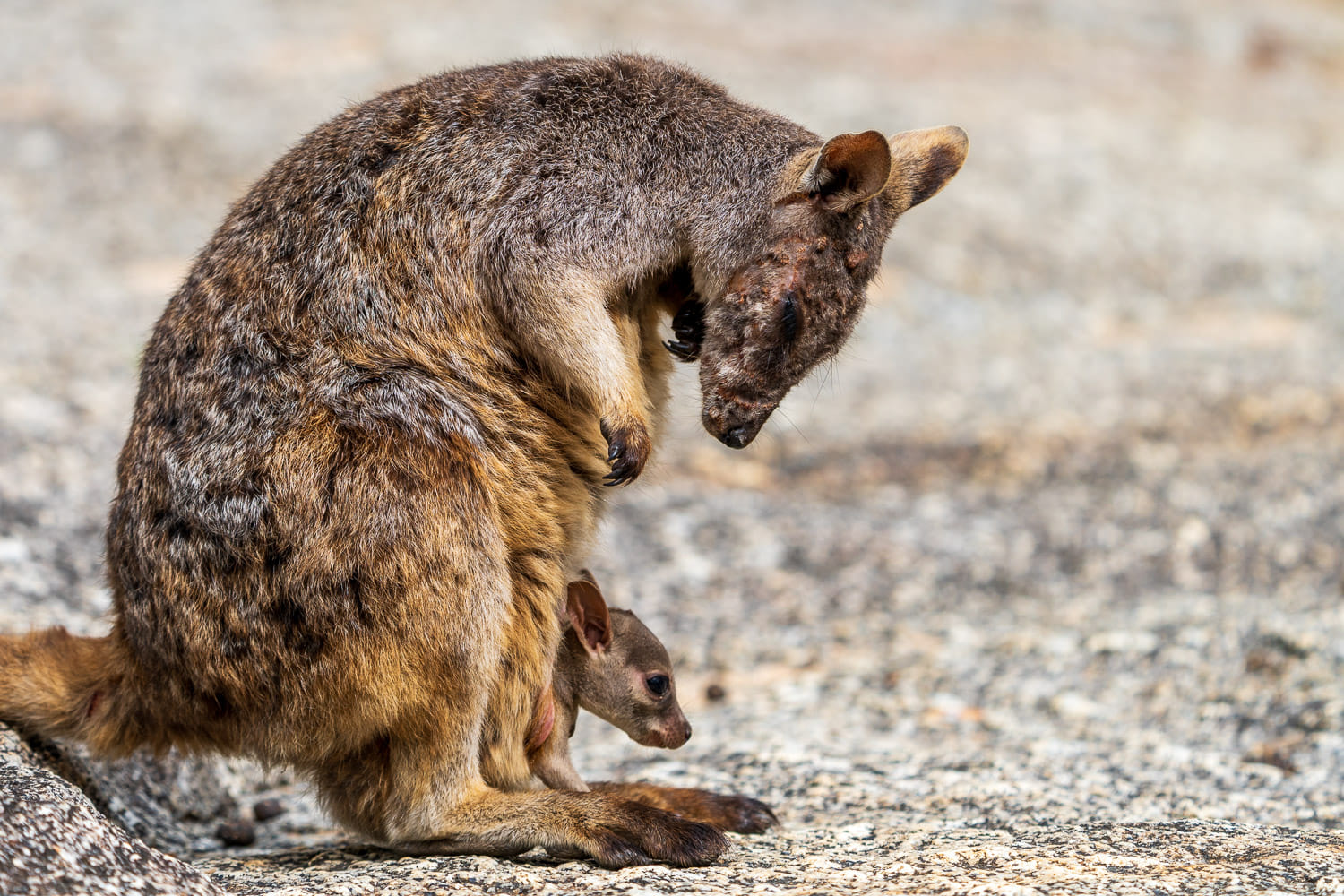 Australien_Fotoreise_512_
