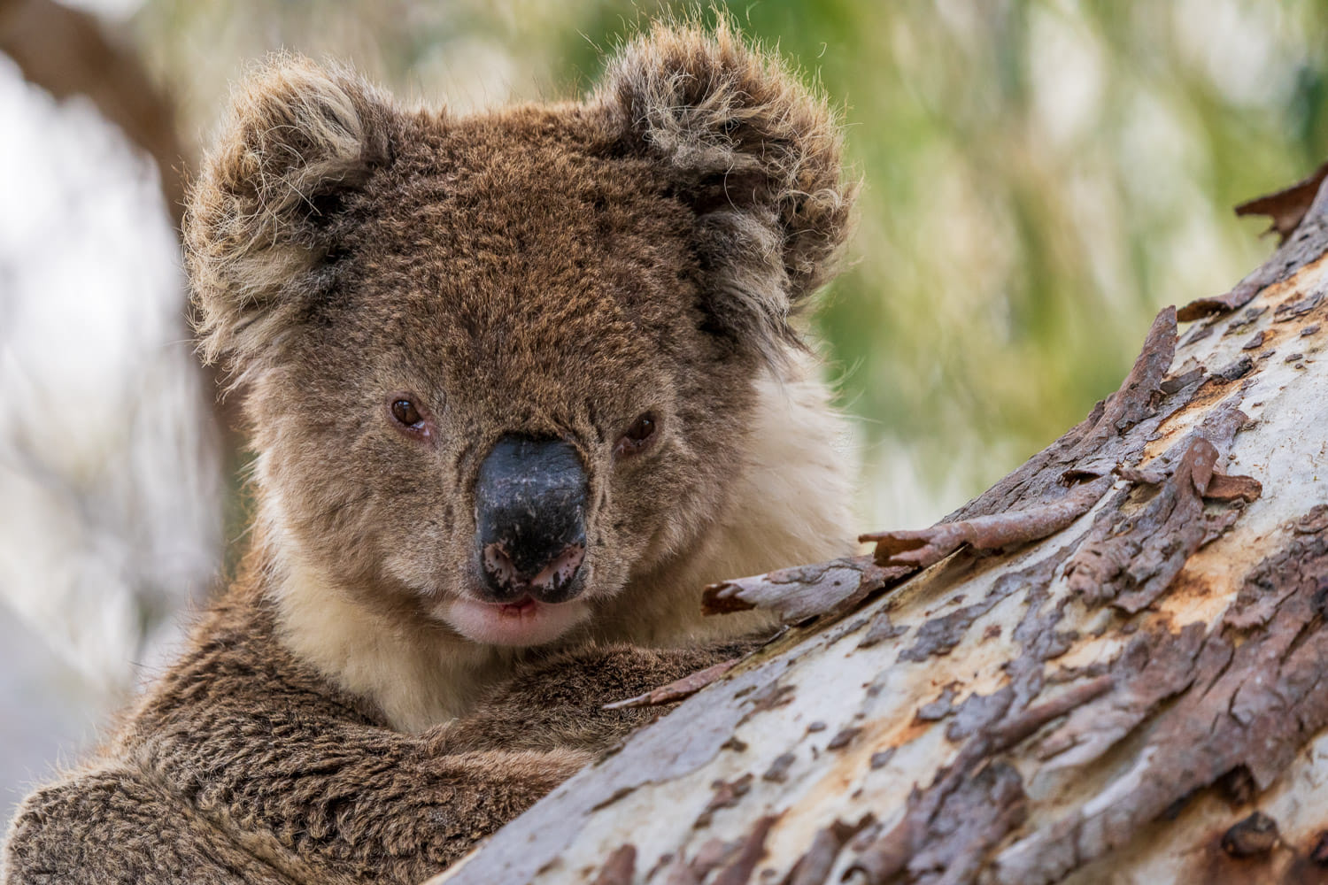 Australien_Fotoreise_557_