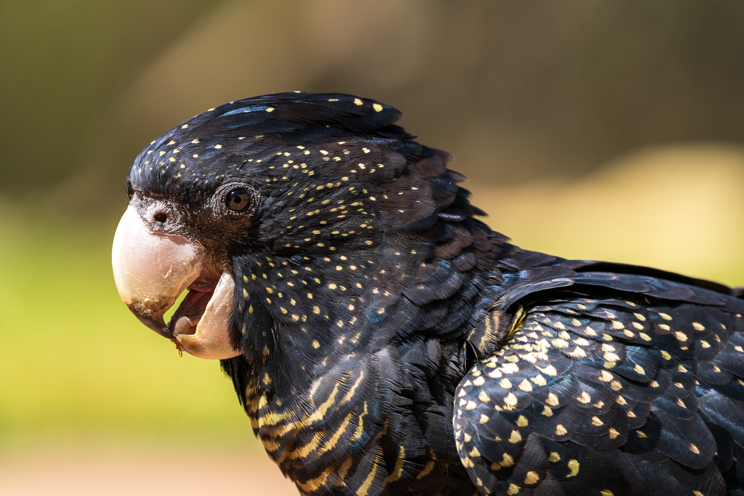 Australien_Fotoreise_595_