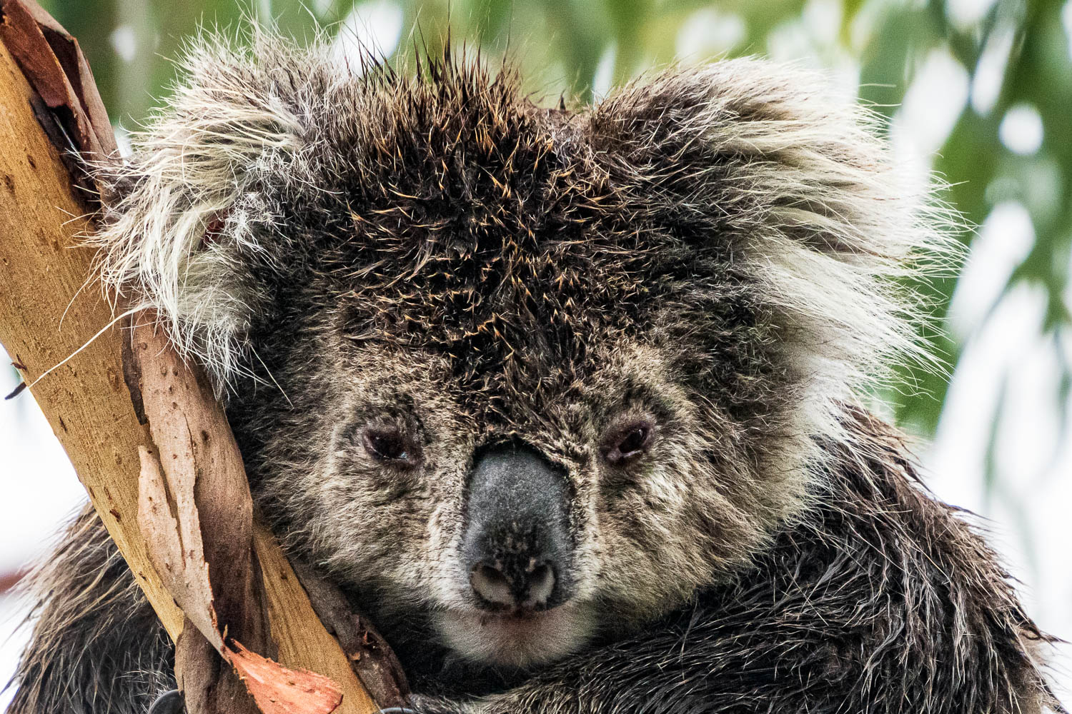 Australien_Fotoreise_608_