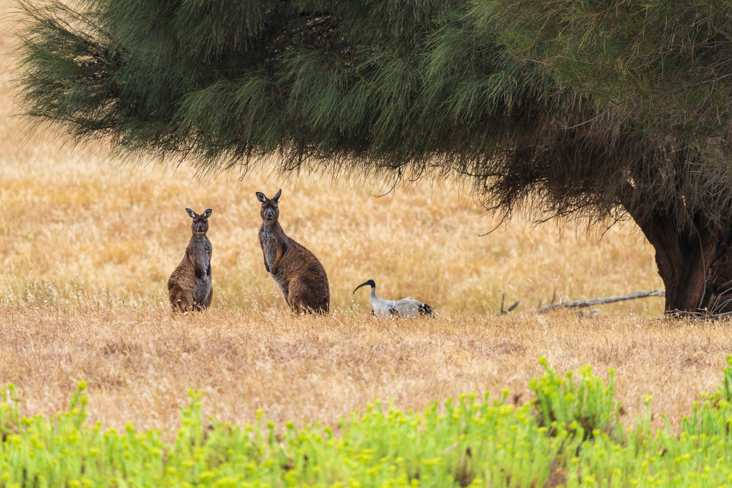 Australien_Fotoreise_621_