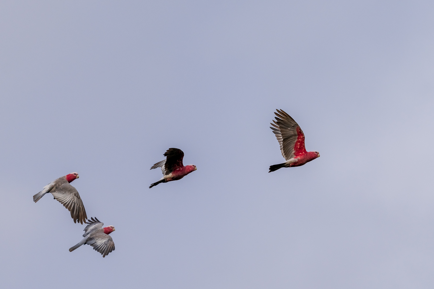 Australien_Fotoreise_636_
