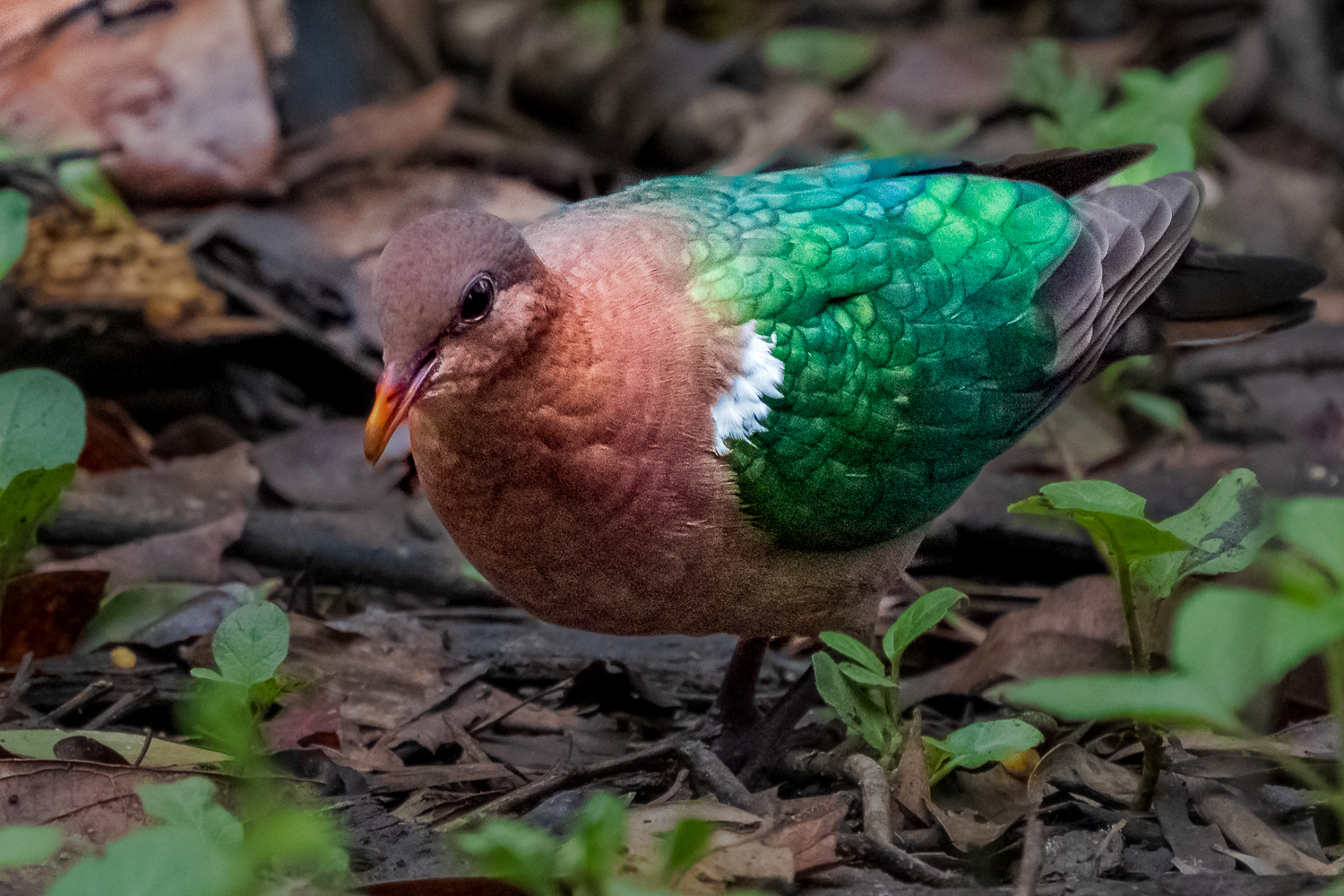 Australien_Fotoreise_649_