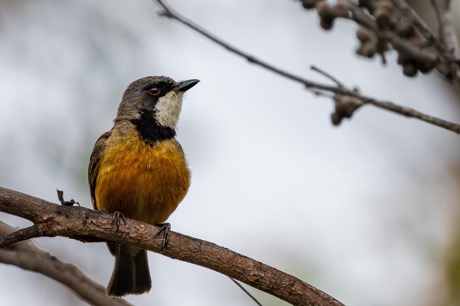 Australien_Fotoreise_663_