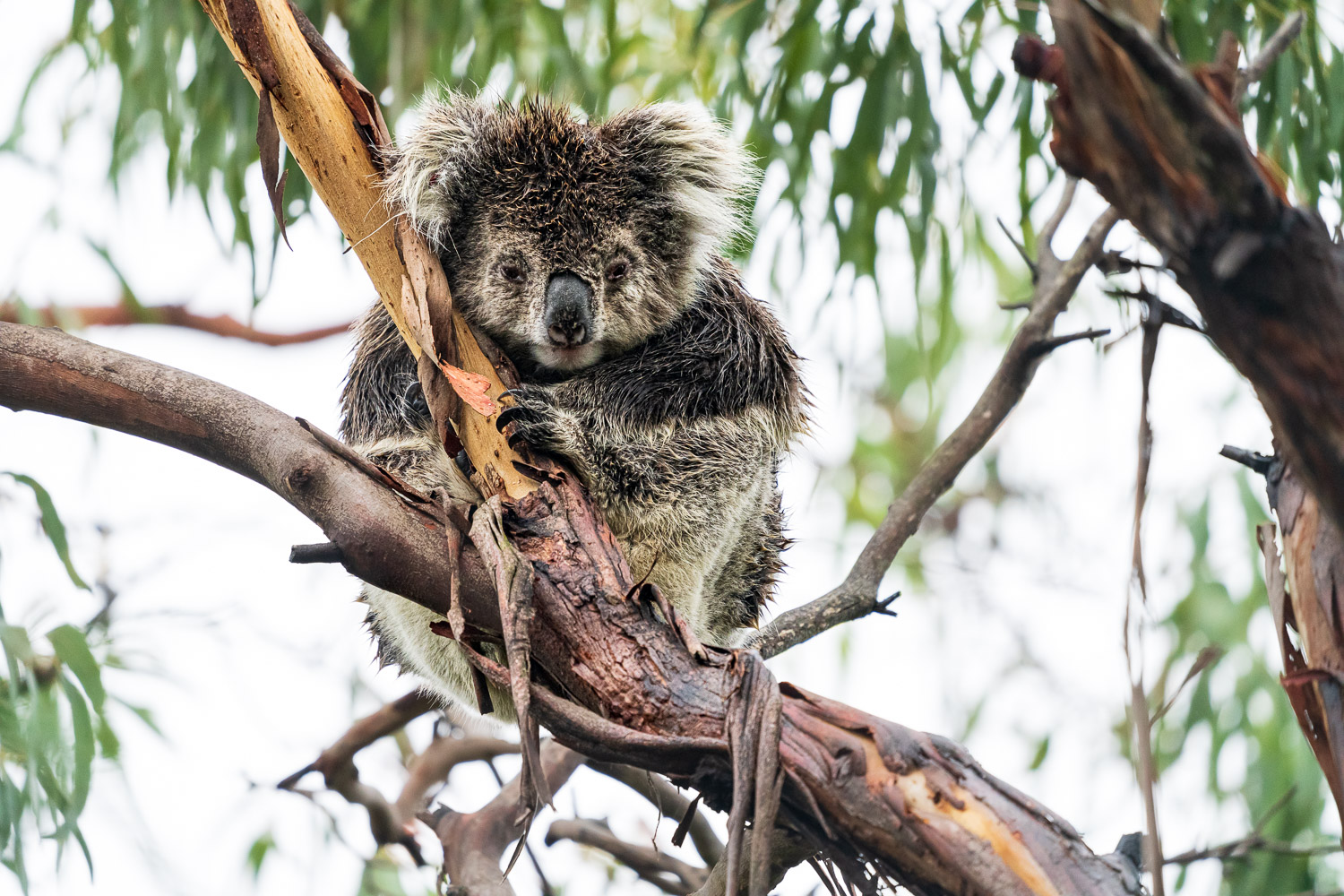 Australien_Fotoreise_704_
