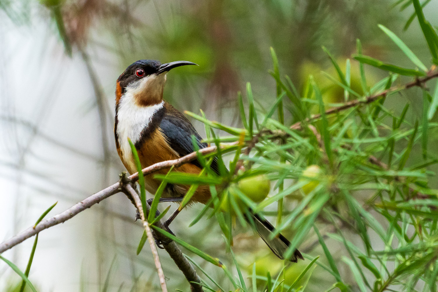 Australien_Fotoreise_707_