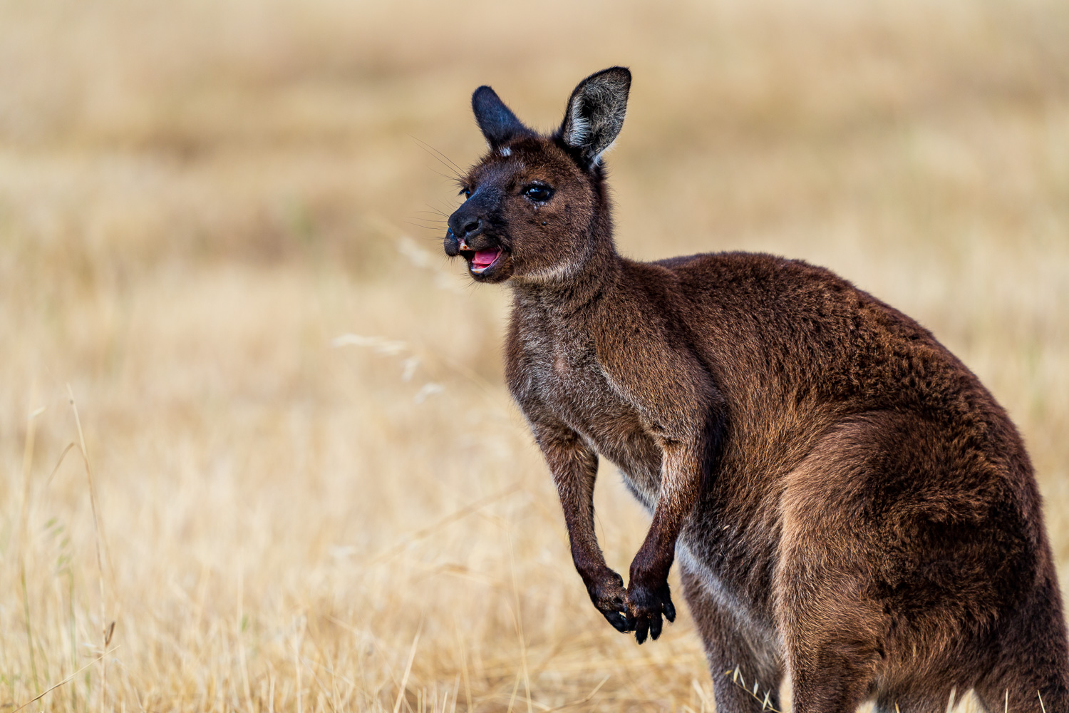 Australien_Fotoreise_710_