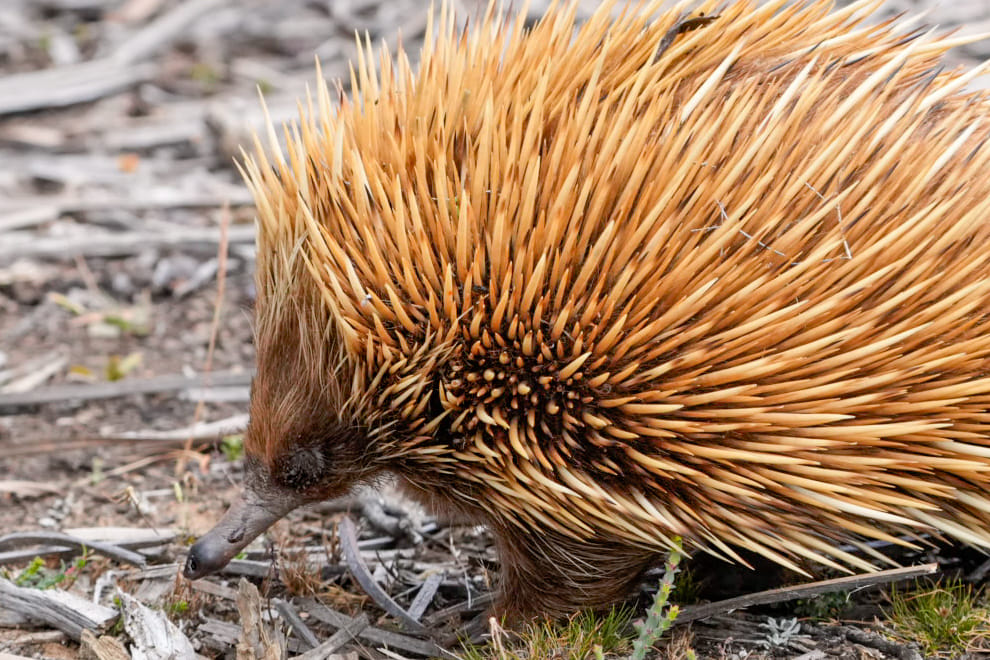 Australien_Fotoreise_711_