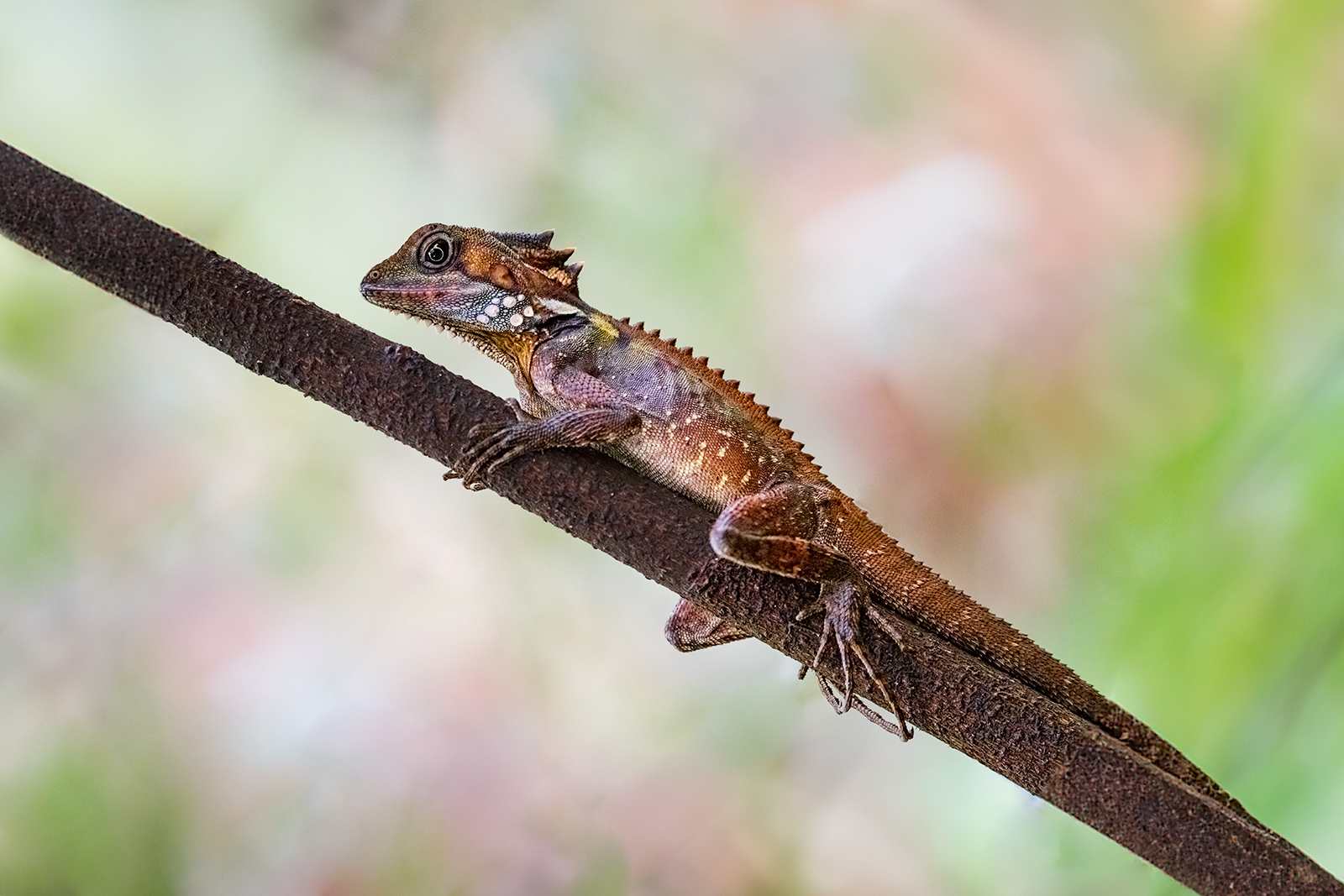 Australien_Fotoreise_729_
