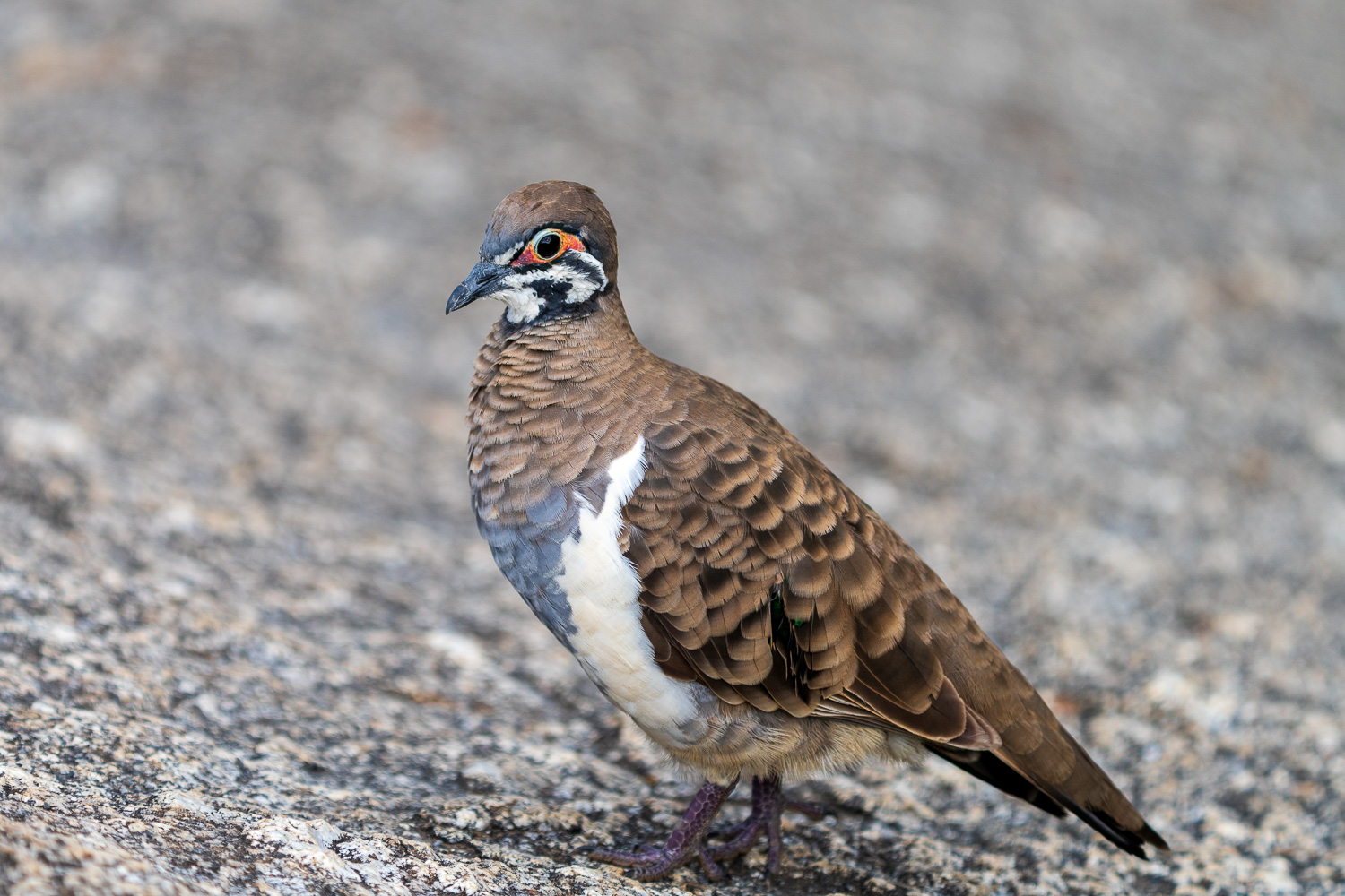Australien_Fotoreise_732_