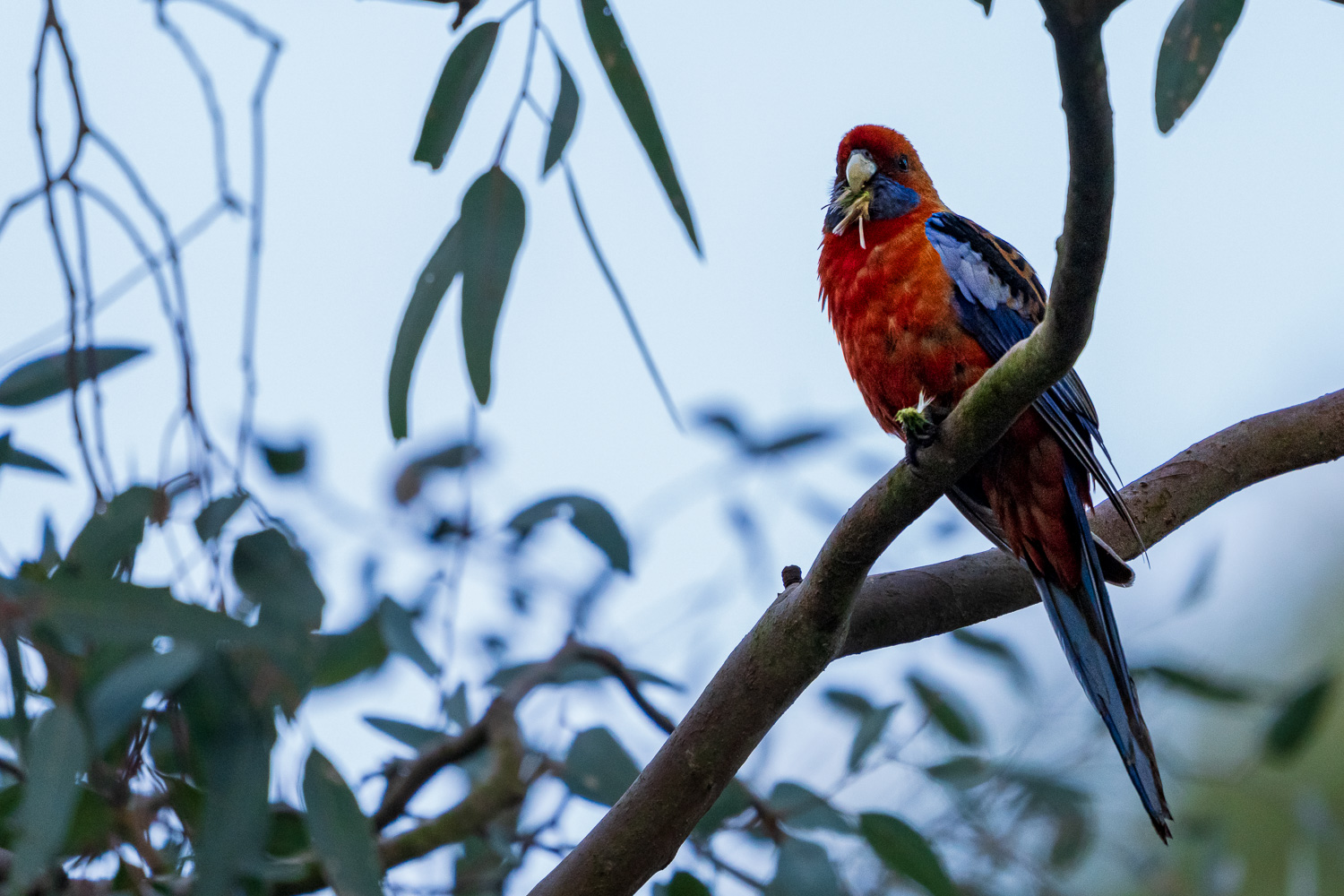 Australien_Fotoreise_736_