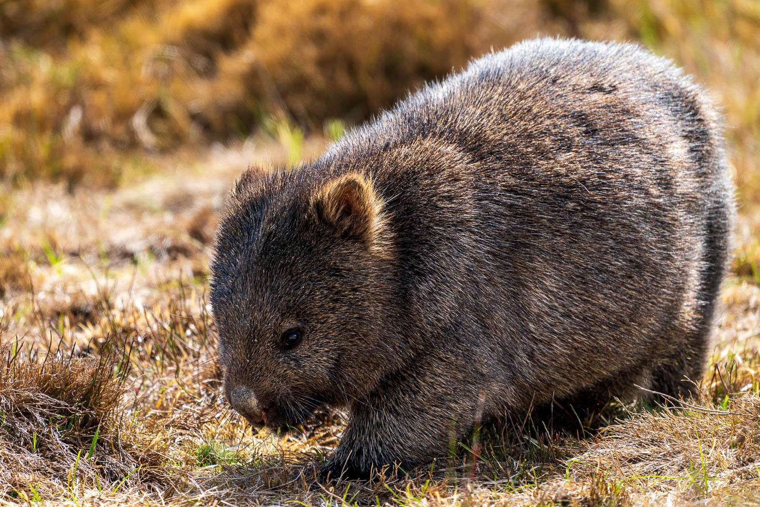 Australien_Fotoreise_739_