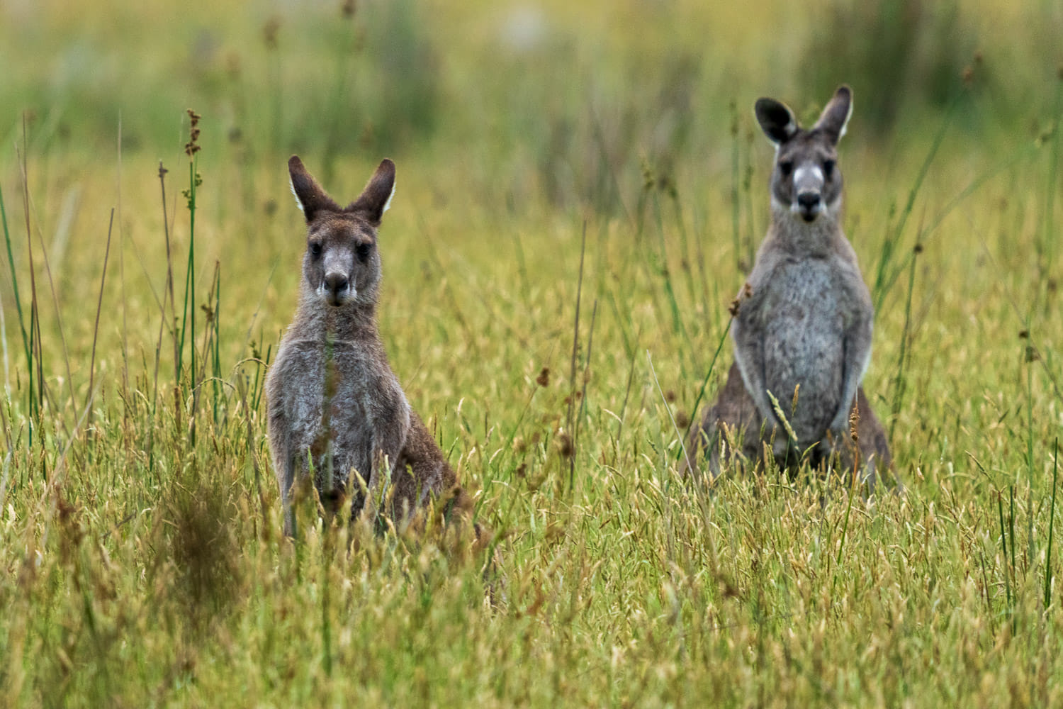 Australien_Fotoreise_750_