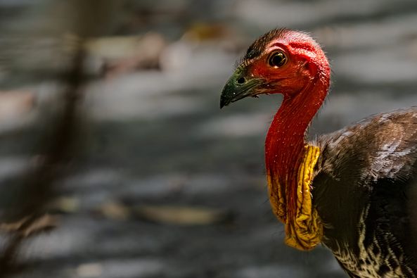 Australien_Fotoreise_754_