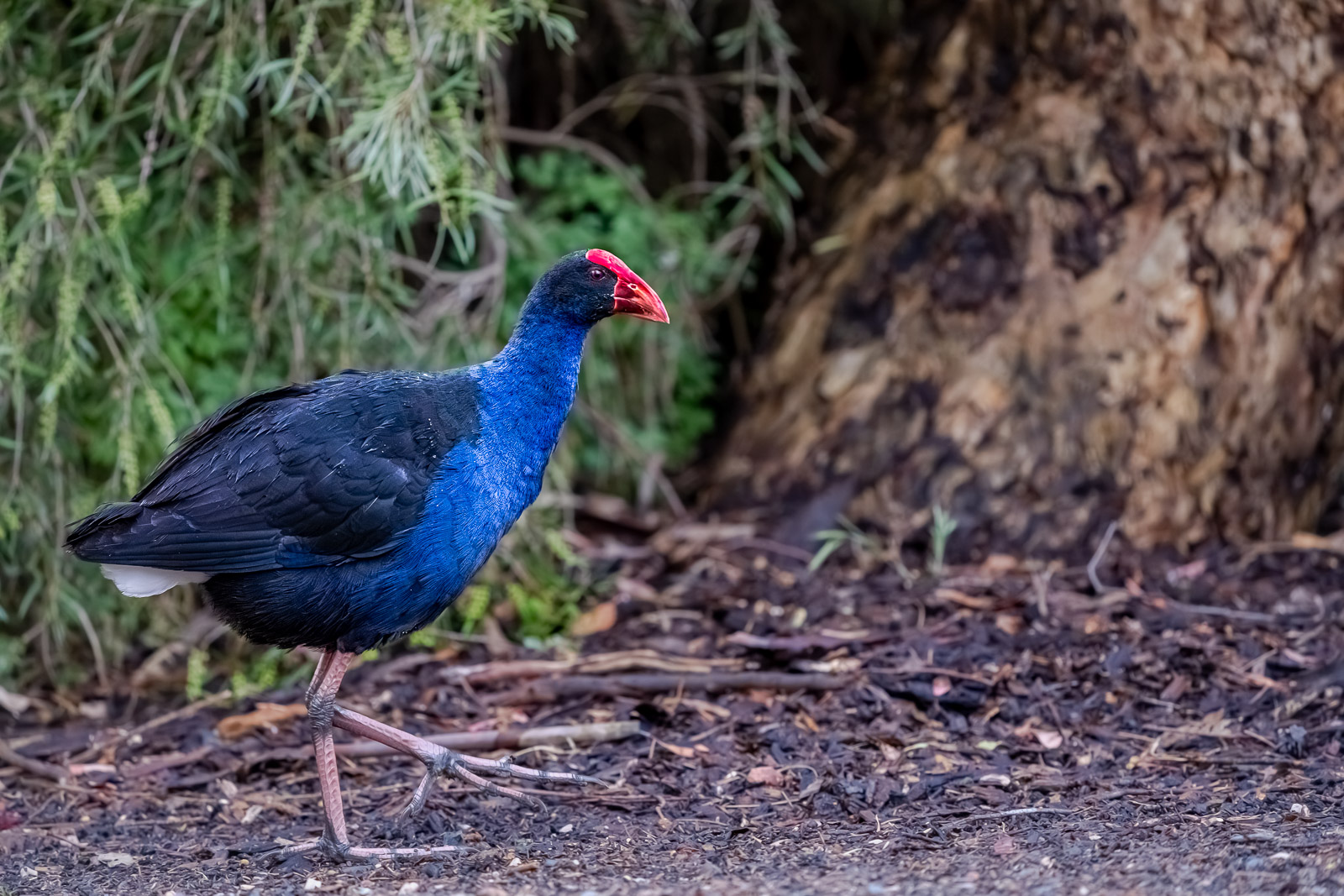 Australien_Fotosafari_R526950-Fotoreise