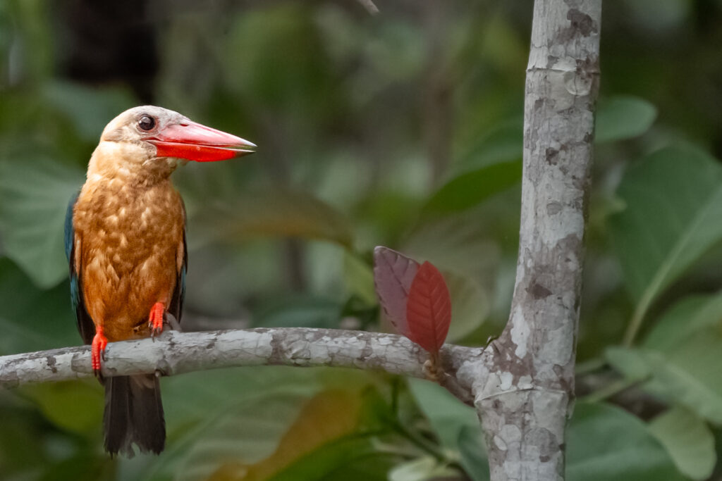 Fotoreise Borneo Tierfotografie 16