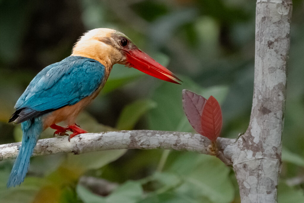 Fotoreise Borneo Tierfotografie 17