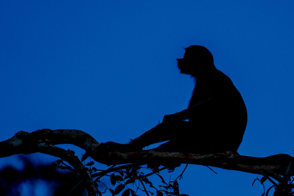 Fotoreise Borneo Tierfotografie 2