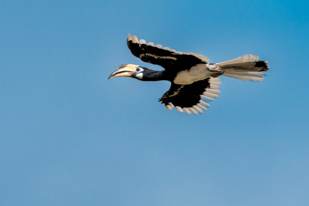 Fotoreise Borneo Tierfotografie 5