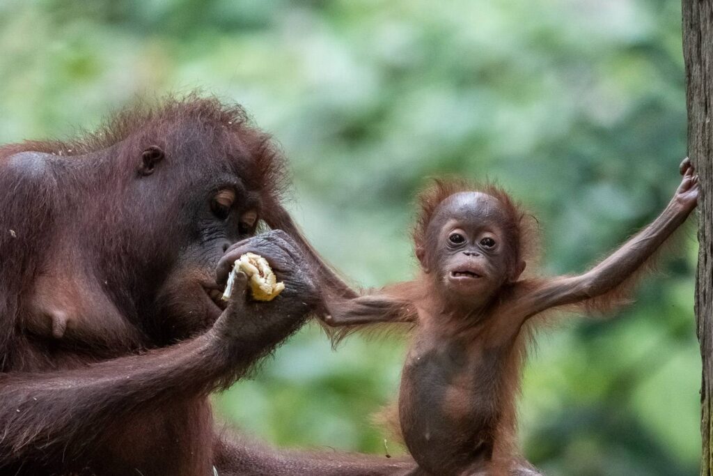 Bislang haben wir 31 Orang-Utans begegnet – stille Majestäten der Wälder. Ihre Blicke sind Spiegel uralter Weisheit, ihre Bewegungen getragen von jener Anmut, die nur das Ungezähmte kennt.