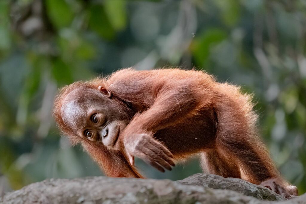 Borneo Fotoreise Fotoworkshop 11