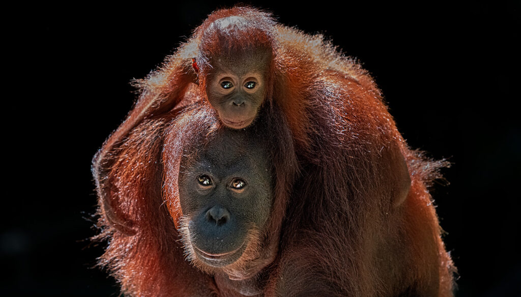 Fotosafari-Borneo-Fotoreise-0682_