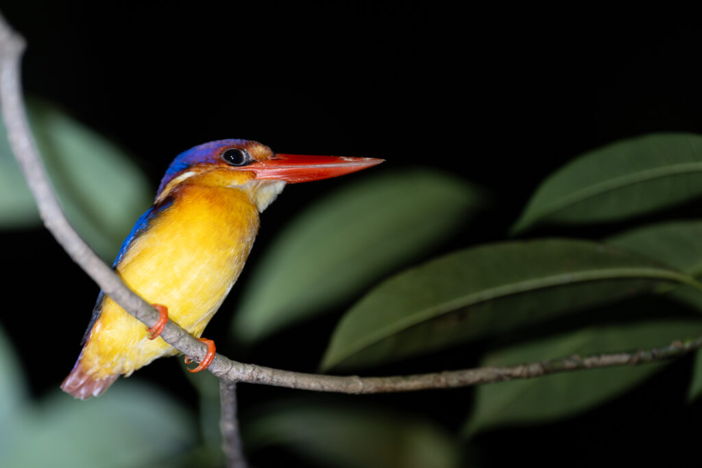 Fotosafari-Borneo-Fotoreise-383_