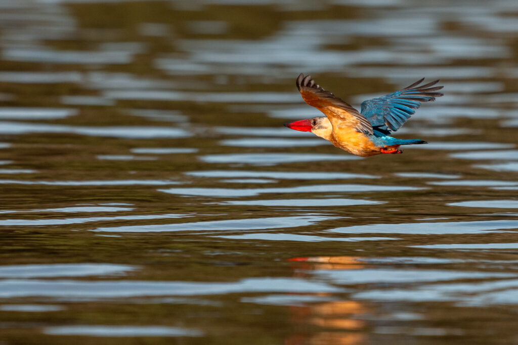 Fotosafari-Borneo-Fotoreise-407_