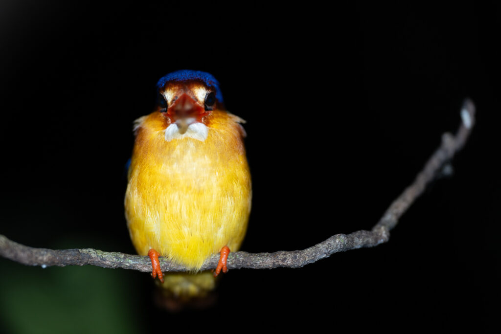 Fotosafari-Borneo-Fotoreise-416_