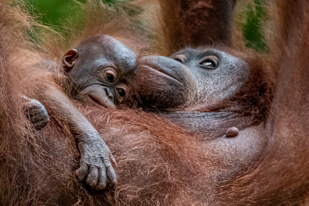Fotosafari-Borneo-Fotoreise-682_