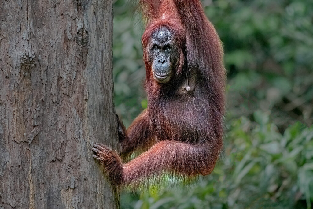 Fotosafari-Borneo-Fotoreise-687_