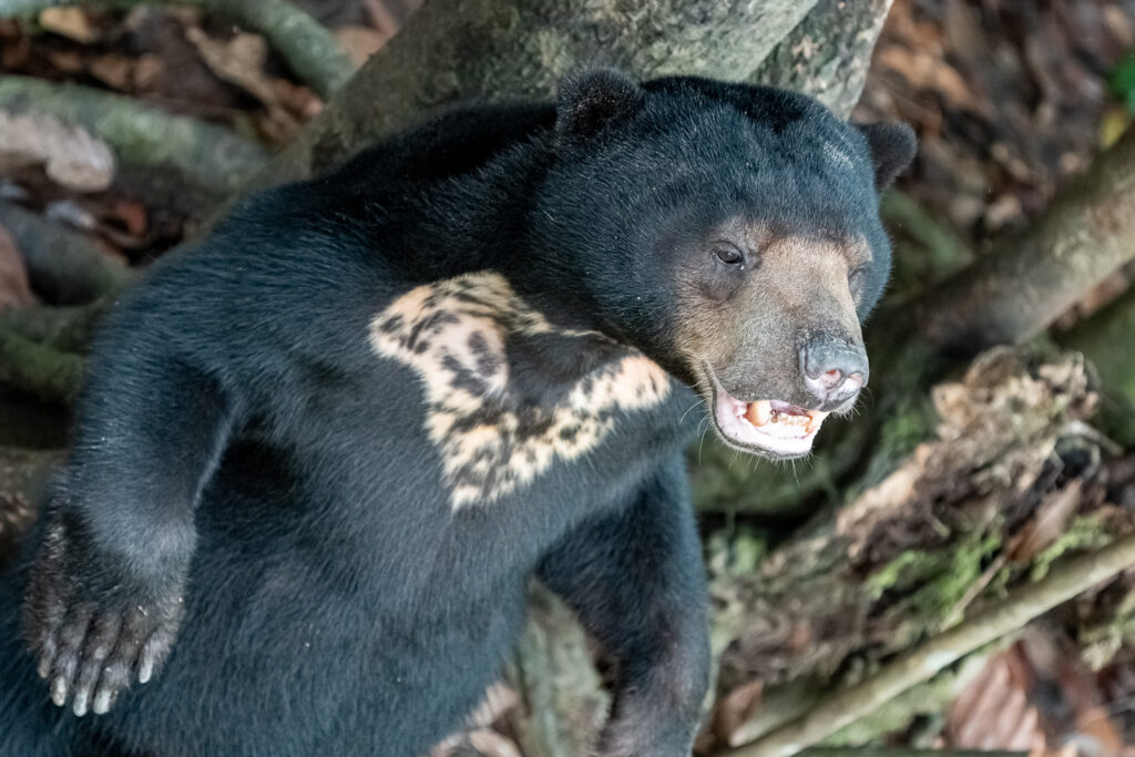 Fotosafari-Borneo-Fotoreise-689_