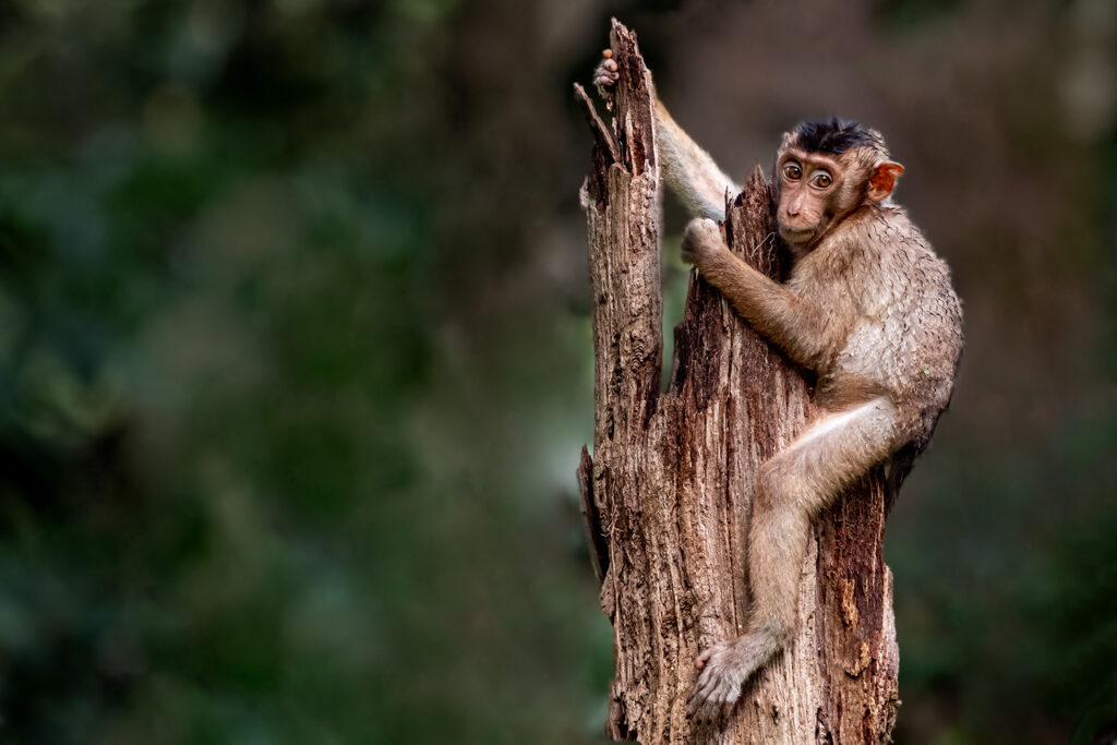 Fotosafari-Borneo-Fotoreise-690_