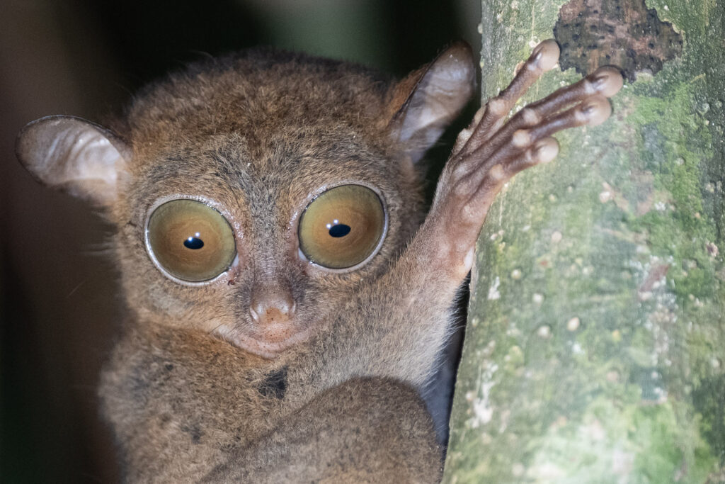 Fotosafari-Borneo-Fotoreise-691_