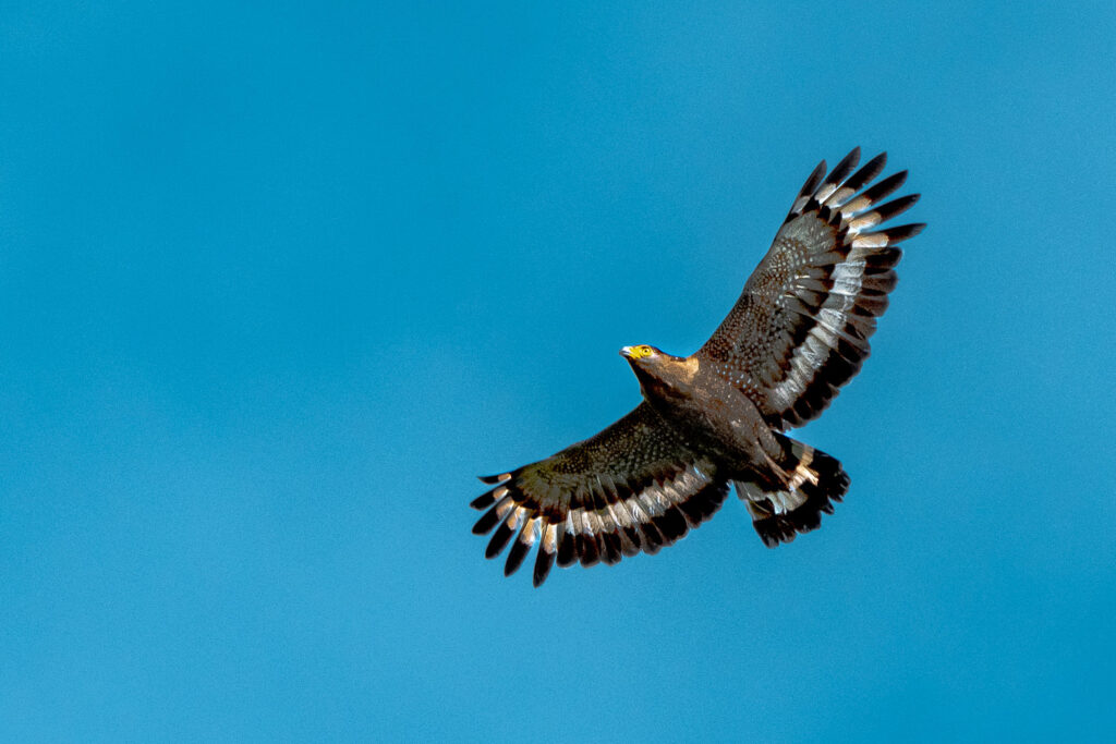 Fotosafari-Borneo-Fotoreise-692_