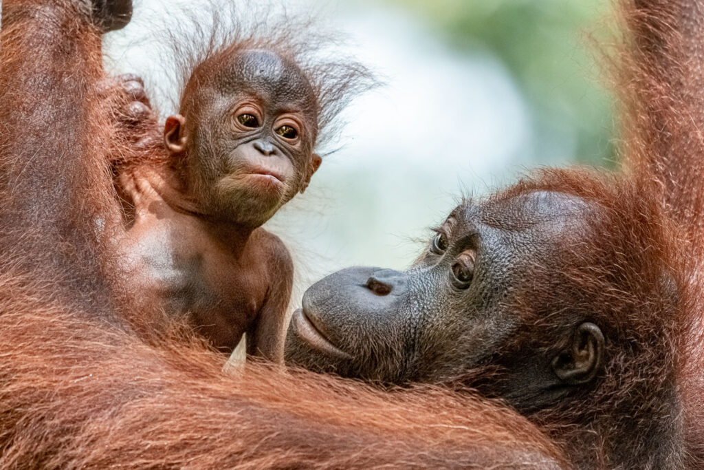 Fotosafari-Borneo-Fotoreise-693_