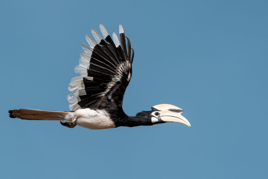 Fotosafari-Borneo-Fotoreise-694_