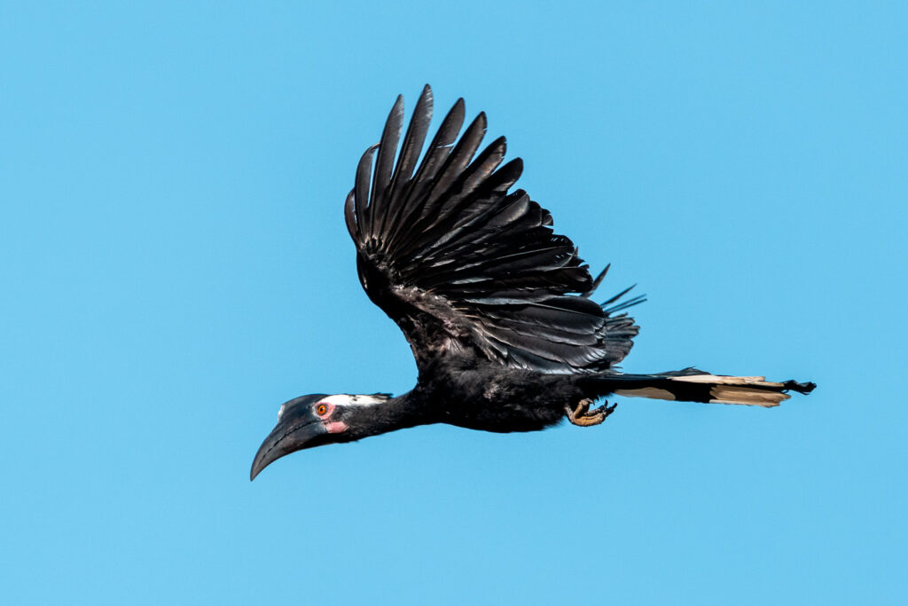 Fotosafari-Borneo-Fotoreise-696_