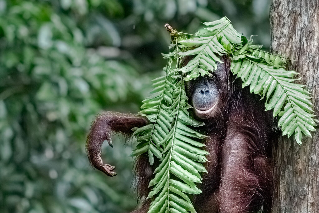 Fotosafari-Borneo-Fotoreise-698_
