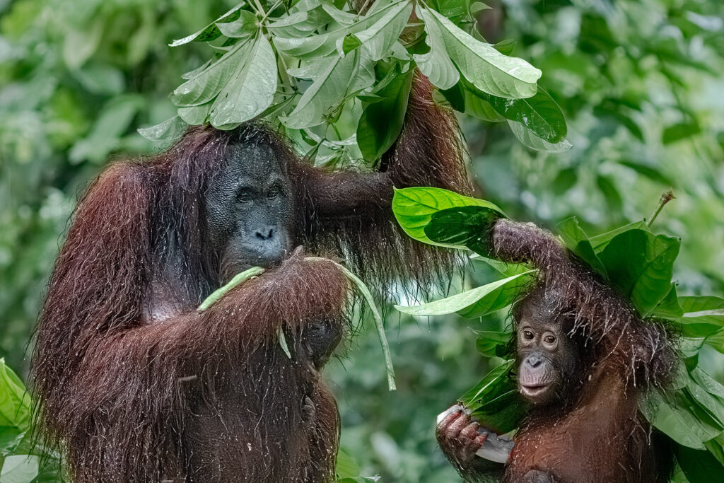Fotosafari-Borneo-Fotoreise-699_