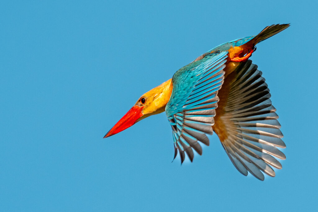 Fotosafari-Borneo-Fotoreise-700_