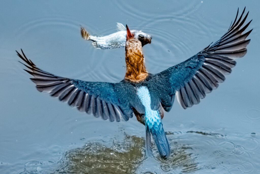 Fotosafari-Borneo-Fotoreise-702_
